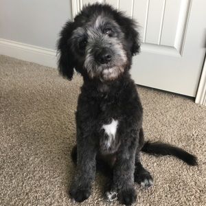 Meet your Posher, Brandy